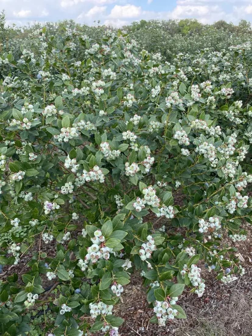 BLUEBERRIES